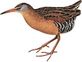 Virginia Rail Illustration