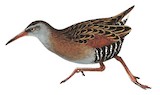 Austral Rail Illustration