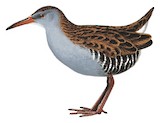 Water Rail Illustration