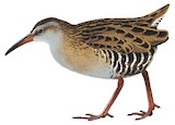 Brown-cheeked Rail Illustration