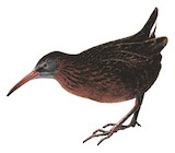 Madagascar Rail Illustration