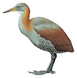 Snoring Rail Illustration