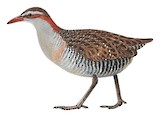 Buff-banded Rail Illustration