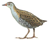 African Crake Illustration