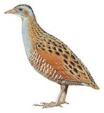 Corn Crake Illustration