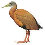 Brown Wood Rail Illustration