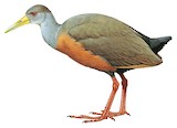 Grey-cowled Wood Rail Illustration