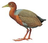 Rufous-necked Wood Rail Illustration