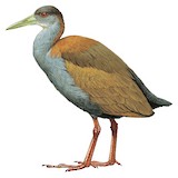 Slaty-breasted Wood Rail Illustration