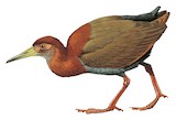 Bare-eyed Rail Illustration