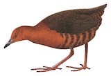 Black-banded Crake Illustration