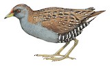 Australian Crake Illustration