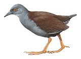 Spotless Crake Illustration