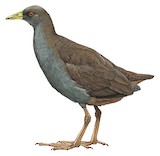 Plain Bush-hen Illustration