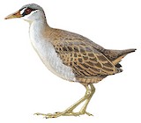 White-browed Crake Illustration