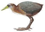 New Guinea Flightless Rail Illustration