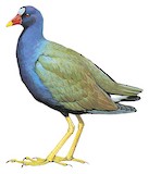 Purple Gallinule Illustration