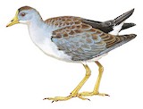 Azure Gallinule Illustration