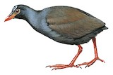 Makira Woodhen Illustration