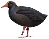 Samoan Woodhen Illustration