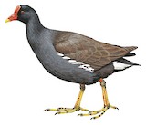 Common Gallinule Illustration