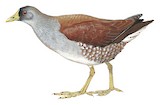 Spot-flanked Gallinule Illustration