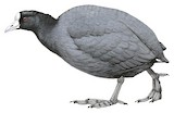 Andean Coot Illustration