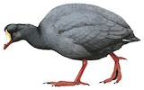 Giant Coot Illustration