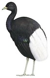 Pale-winged Trumpeter Illustration