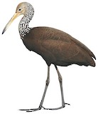 Limpkin Illustration