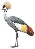 Grey Crowned Crane Illustration