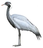 Demoiselle Crane Illustration