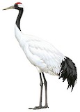 Red-crowned Crane Illustration