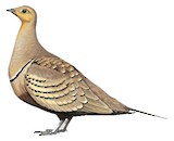 Chestnut-bellied Sandgrouse Illustration