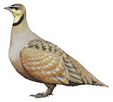 Yellow-throated Sandgrouse Illustration