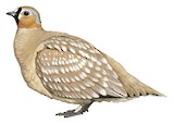 Crowned Sandgrouse Illustration