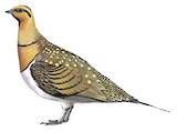 Pin-tailed Sandgrouse Illustration