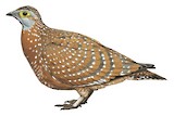 Burchell's Sandgrouse Illustration