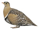 Double-banded Sandgrouse Illustration