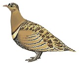 Four-banded Sandgrouse Illustration