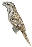 Marbled Frogmouth Illustration