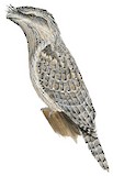 Tawny Frogmouth Illustration