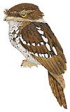 Sumatran Frogmouth Illustration