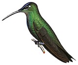 Violet-fronted Brilliant Illustration