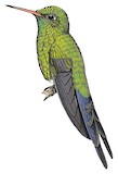 Cozumel Emerald Illustration