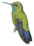 Blue-tailed Emerald Illustration