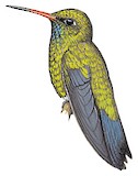 Glittering-bellied Emerald Illustration