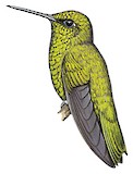 Narrow-tailed Emerald Illustration