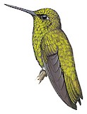 Short-tailed Emerald Illustration