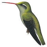 Dusky Hummingbird Illustration